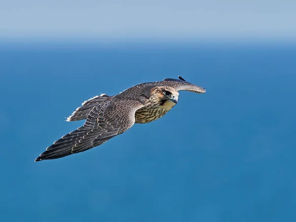 Juvenile Peregrine Falcon Sin Naturliga Livsmiljö Stevns Klint Danmark — Stockfoto