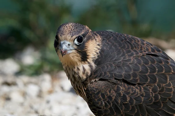Juvenile Peregrine Falcon Sin Naturliga Livsmiljö Stevns Klint Danmark — Stockfoto