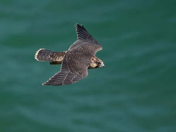 Falco Pellegrino Giovanile Nel Suo Habitat Naturale Stevns Klint Danimarca — Foto Stock