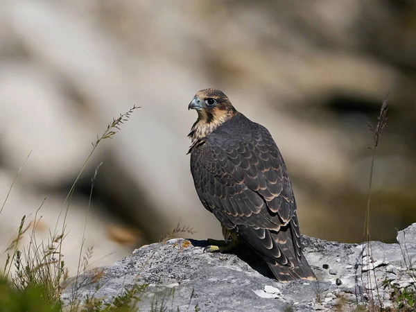 Faucon Pèlerin Juvénile Dans Son Habitat Naturel Stevns Klint Danemark — Photo