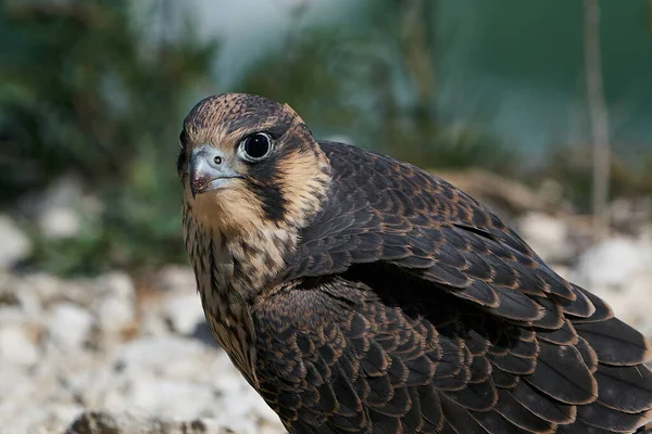 Fiatal Peregrine Sólyom Természetes Élőhelyén Dániai Stevns Klintben — Stock Fotó