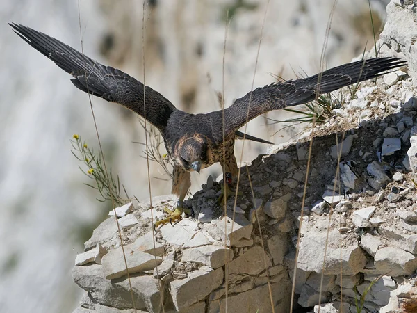 Falcão Peregrino Juvenil Seu Habitat Natural Stevns Klint Dinamarca — Fotografia de Stock