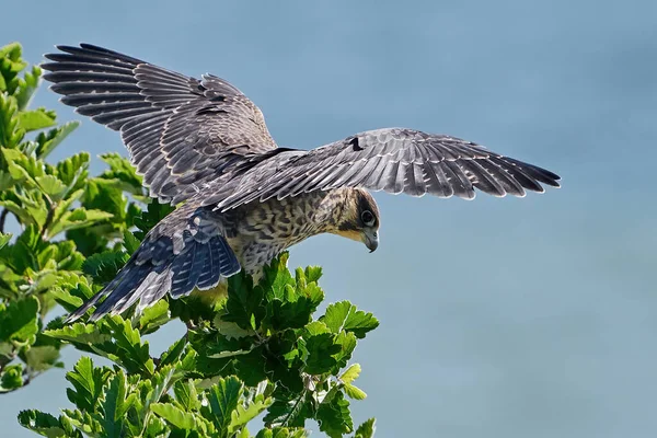 Faucon Pèlerin Juvénile Dans Son Habitat Naturel Stevns Klint Danemark — Photo