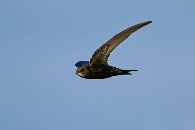 Common swift (Apus apus) in flight with blue skies in the background clipart