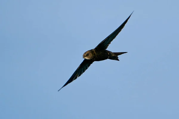 Common Swift Apus Apus Flight Blue Skies Background — Stock Photo, Image