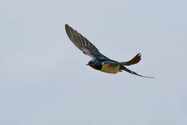 在蓝天的背景下 谷仓吞食着飞翔的燕子 — 图库照片