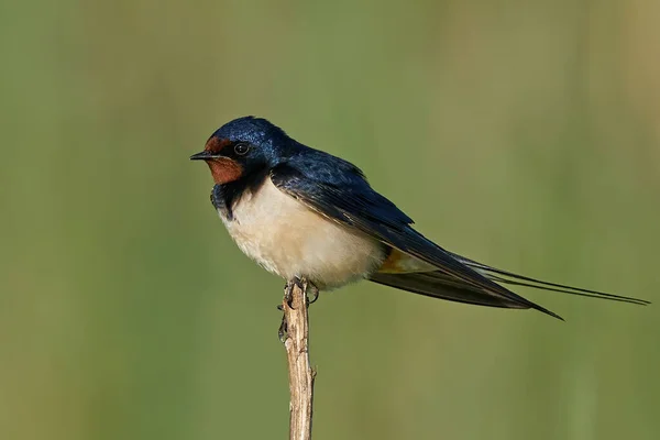 Barn Swallow Its Natural Enviroment Denmark — Stock Photo, Image