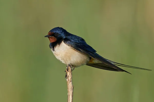 Hirondelle Rustique Dans Son Environnement Naturel Danemark — Photo