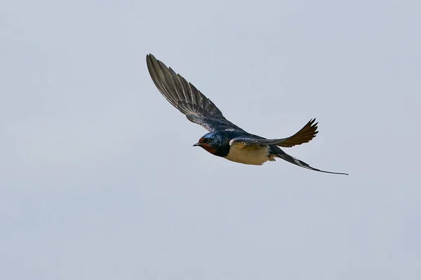 áˆ Swallow Stock Images Royalty Free Swallow Photos Download On Depositphotos