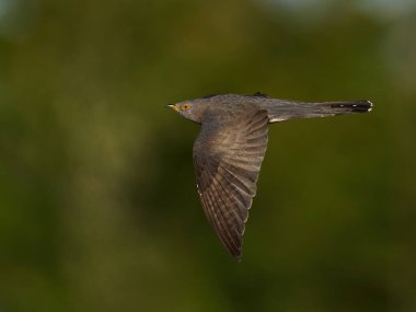 Doğal ortamında uçmakta olan yaygın guguk kuşu.
