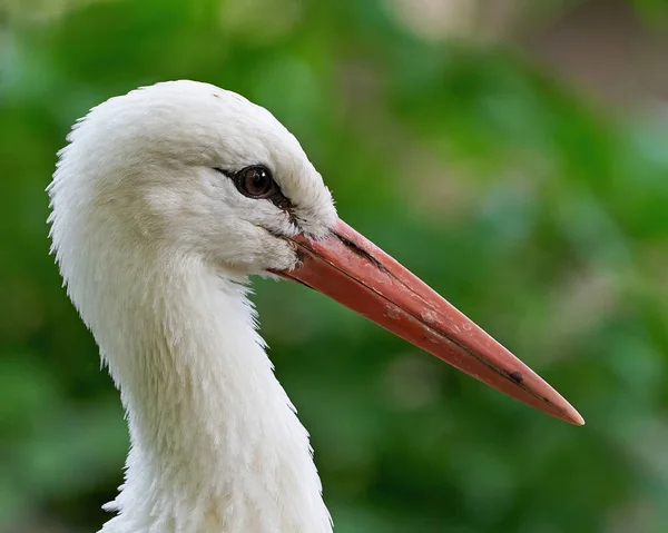 Portret Bociana Białego Naturalnym Otoczeniu — Zdjęcie stockowe