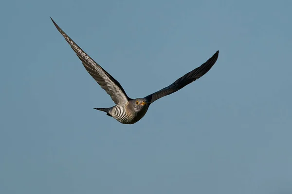 Common Cuckoo Flight Its Natural Enviroment — Stock Photo, Image