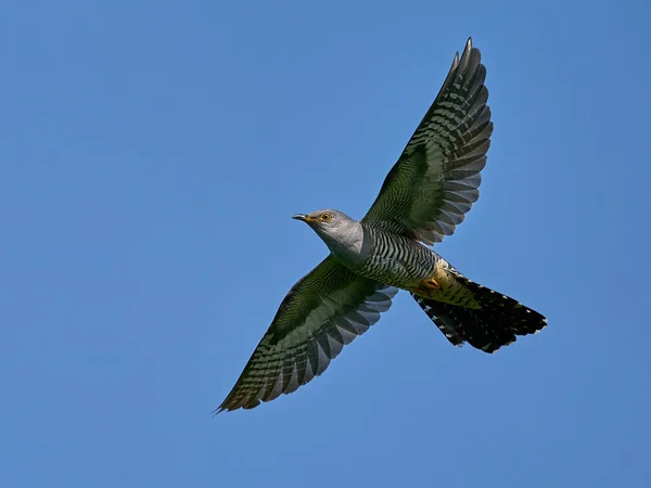 Common Cuckoo Its Natural Enviroment — Stock Photo, Image