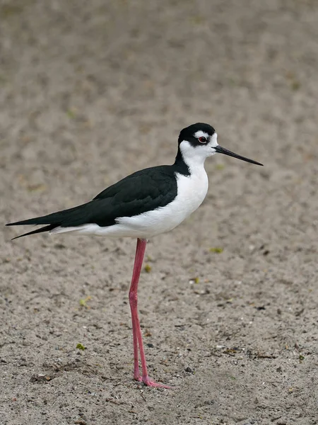 Éstille Cou Noir Himantopus Mexicanus Dans Son Environnement Naturel — Photo