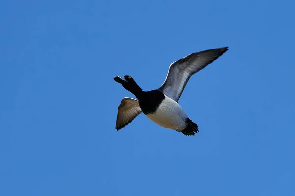 Anatra Trapuntata Volo Con Cielo Azzurro Sullo Sfondo — Foto Stock