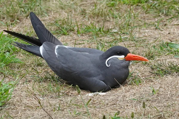 Inca Tern栖息在其栖息地的地面上 — 图库照片