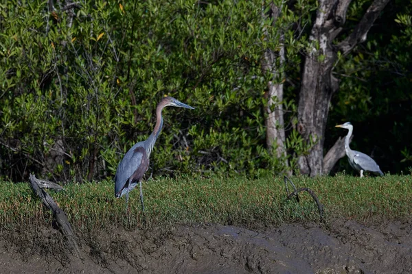 Garza Goliat Ardea Goliath Hábitat Natural Gambia —  Fotos de Stock