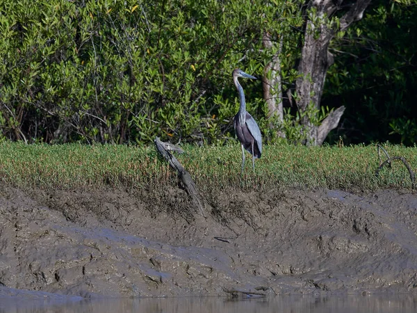 Garza Goliat Ardea Goliath Hábitat Natural Gambia —  Fotos de Stock