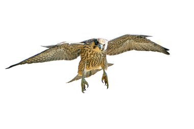 Yavru Peregrine Şahin (Falco peregrinus) beyaz arka planda izole bir şekilde uçuyor.