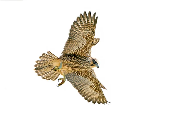 Jonge Slechtvalk Falco Peregrinus Vlucht Geïsoleerd Een Witte Achtergrond — Stockfoto