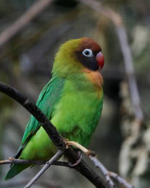 Siyah yanaklı aşk kuşu (Agapornis nigrigenis) doğal ortamında