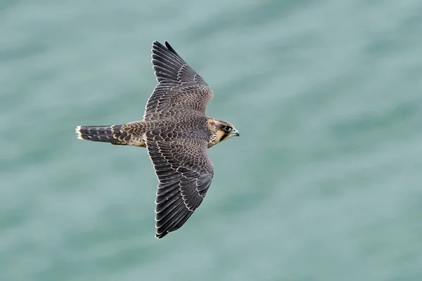Falco Pellegrino Giovanile Nel Suo Habitat Naturale Stevns Cliff Danimarca — Foto Stock
