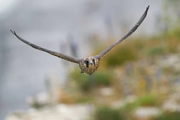 Halcón Peregrino Juvenil Hábitat Natural Acantilado Stevns Dinamarca — Foto de Stock