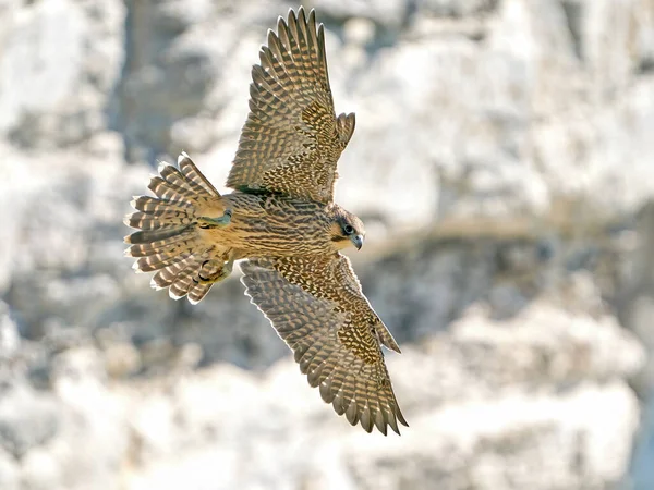 Faucon Pèlerin Juvénile Dans Son Habitat Naturel Stevns Klint Danemark — Photo