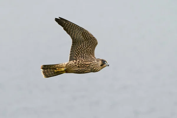 Falcão Peregrino Juvenil Seu Habitat Natural Stevns Cliff Dinamarca — Fotografia de Stock