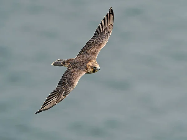 Falco Pellegrino Giovanile Nel Suo Habitat Naturale Stevns Cliff Danimarca — Foto Stock