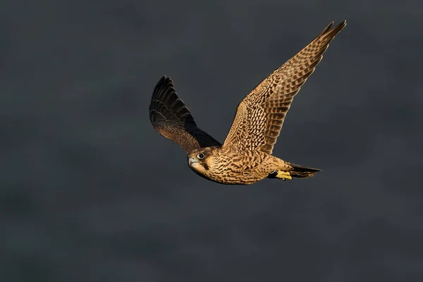 Jonge Slechtvalk Zijn Natuurlijke Habitat Bij Stevns Cliff Denemarken — Stockfoto