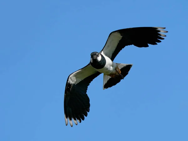 Lapwing Nord Vol Dans Son Environnement Naturel — Photo