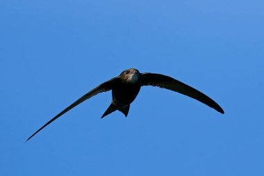 Arka planda mavi gökyüzü ile uçuşlarda ortak sürat (Apus apus)