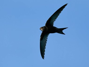 Arka planda mavi gökyüzü ile uçuşlarda ortak sürat (Apus apus)