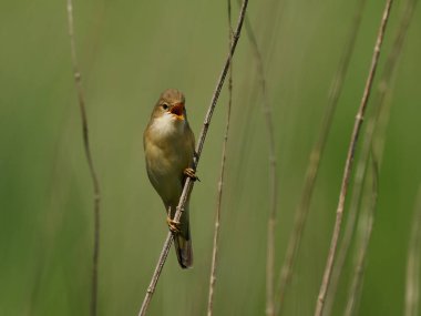Danimarka 'daki doğal ortamında bataklık bülbülü (Acrocephalus palustris)