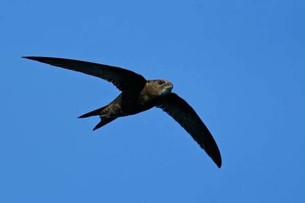 Rapido Comune Apus Apus Volo Con Cielo Blu Sullo Sfondo — Foto Stock