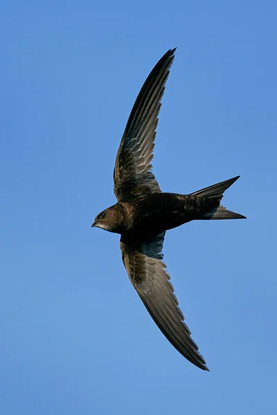 Rapide Commun Apus Apus Vol Avec Ciel Bleu Arrière Plan — Photo