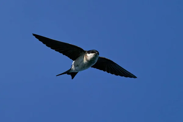 Common house martin (Delichon urbicum) in flight with blue skies in the background