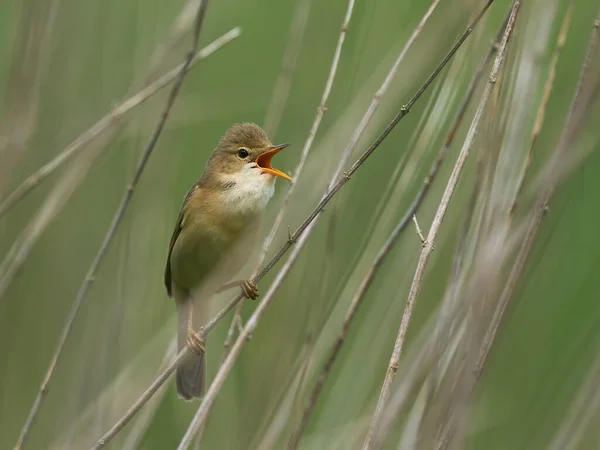 Warbler Pântano Acrocephalus Palustris Seu Ambiente Natural Dinamarca — Fotografia de Stock