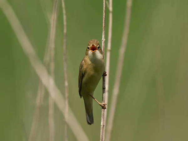 Marsh Warbler Acrocephalus Palustris Svém Přirozeném Prostředí Dánsku — Stock fotografie