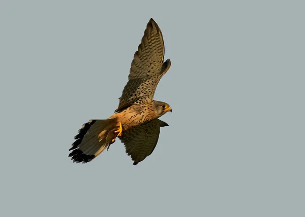 Gewone Torenvalk Tijdens Vlucht Met Een Muis Zijn Klauwen — Stockfoto