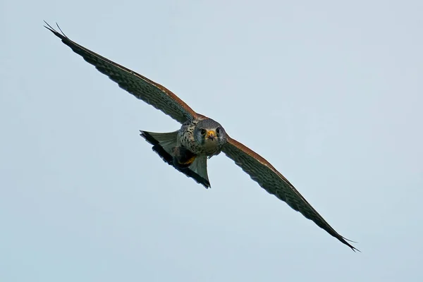 Cestrel Commun Vol Avec Une Souris Dans Ses Griffes — Photo