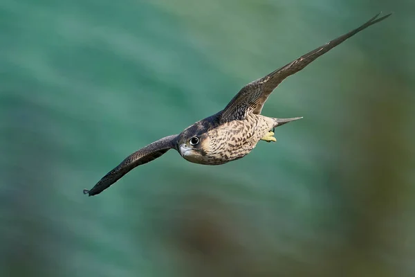 Juvenile Peregrine Falcon Sin Naturliga Livsmiljö Vid Stevns Klippa Danmark — Stockfoto