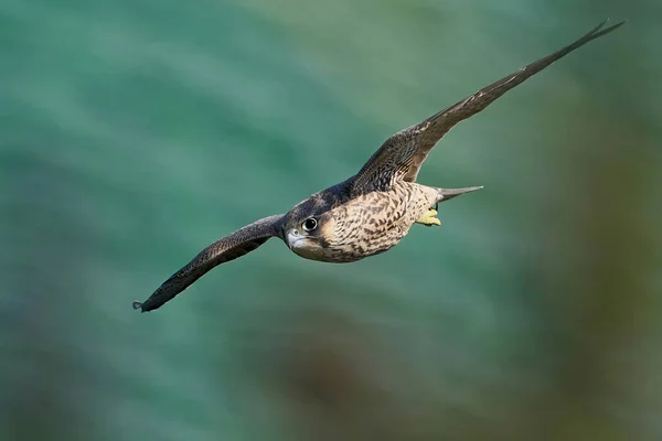 Jonge Slechtvalk Zijn Natuurlijke Habitat Bij Stevns Cliff Denemarken — Stockfoto