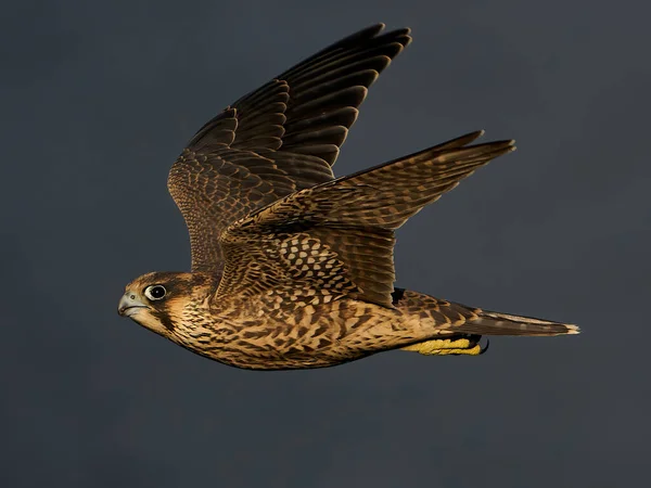 Juvenile Peregrine Falcon Its Natural Habitat Stevns Cliff Denmark — Stock Photo, Image