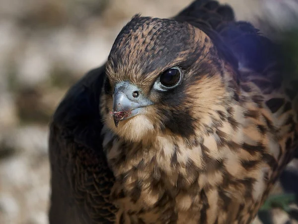 Junges Wanderfalken Seinem Natürlichen Lebensraum Stevns Klint Dänemark — Stockfoto