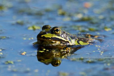 Danimarka 'daki doğal ortamında yaygın su kurbağası (Pelophylax esculentus)