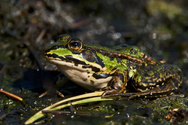 Common Water Frog Pelophylax Esculentus Its Natural Enviroment Denmark — 스톡 사진
