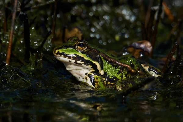 Rana Acqua Comune Pelophylax Esculentus Nel Suo Ambiente Naturale Danimarca — Foto Stock