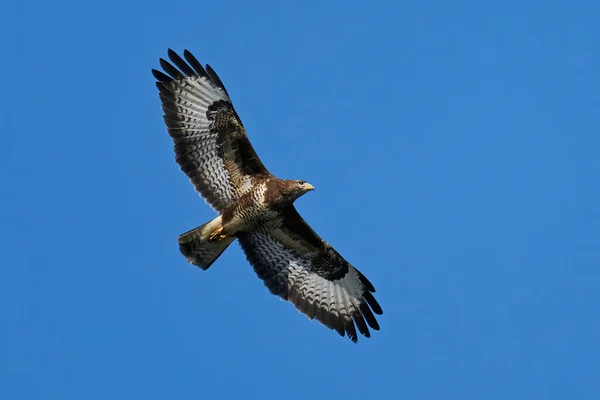 Common Buzzard Flight Blue Skies Background — Stock Photo, Image